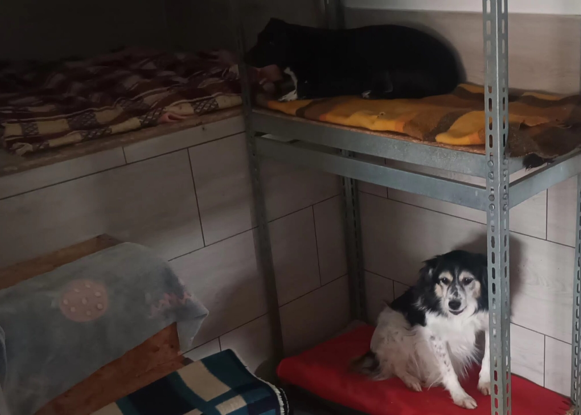 Schronisko dla zwierząt w Boguszycach na skraju upadku