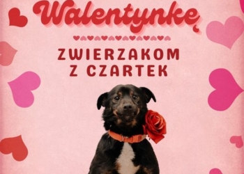 Akcja promująca adopcje zwierząt ze Schroniska w Czartkach