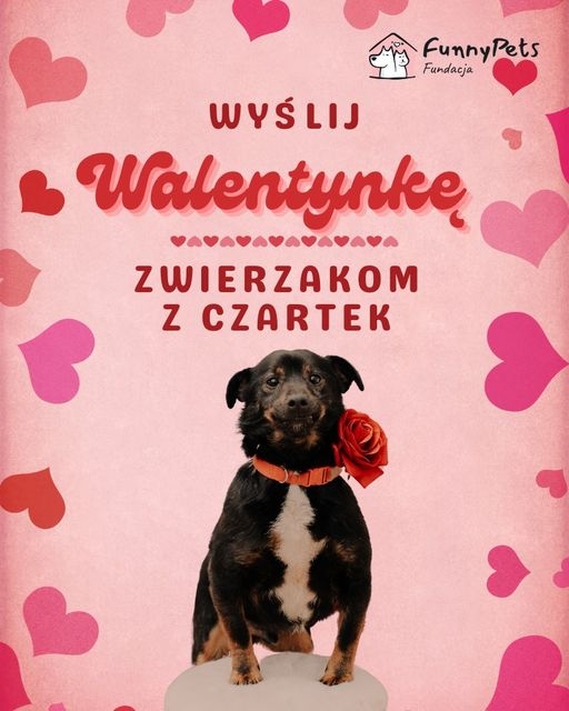 Walentynkowa kampania Fundacji Funny Pets w Czartkach promuje adopcje psów i kotów 1 Akcja promująca adopcje zwierząt ze Schroniska w Czartkach