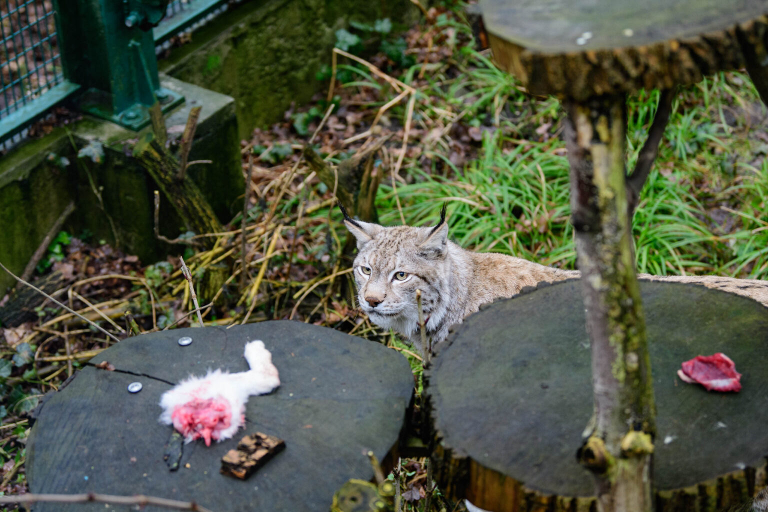 Karmienie Rysi w lodzkim zoo 13