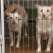 Łodzianie chętnie adoptują zwierzęta. Sukcesy łódzkiego schroniska: rekordowa liczba adopcji i ogromne grono wolontariuszy 19 Opieka weterynaryjna dla łódzkich zwierząt bezdomnych w 13 gabinetach