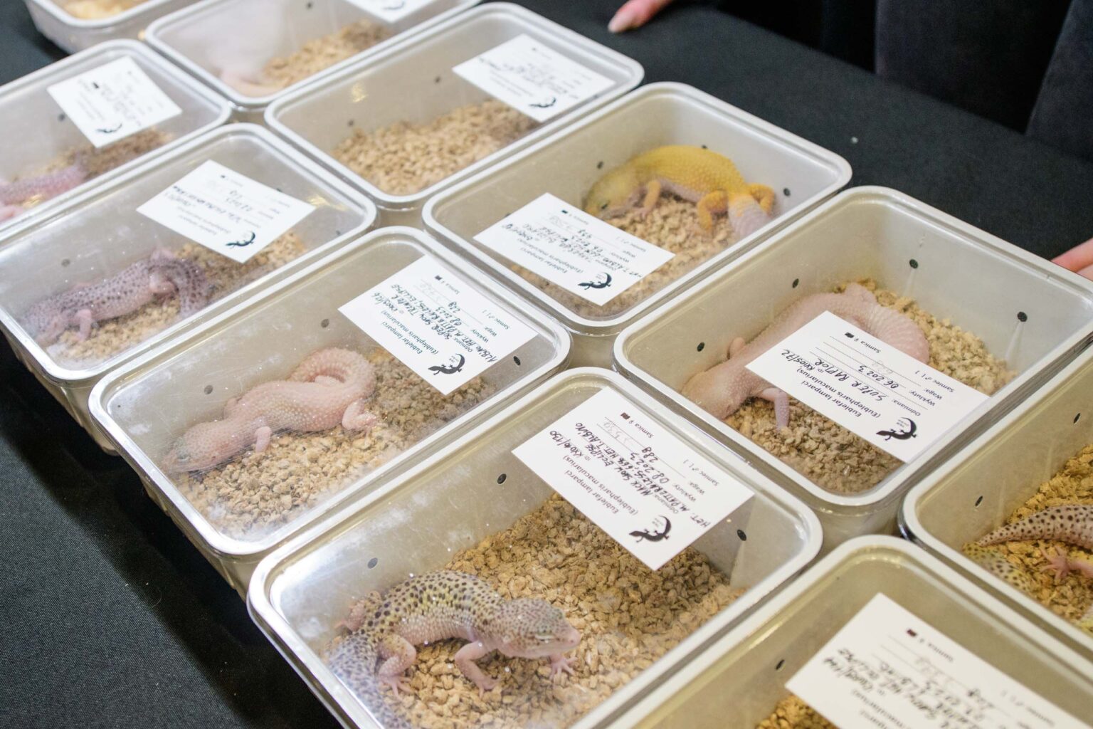 Targi egzotyczne w hali EXPO 14