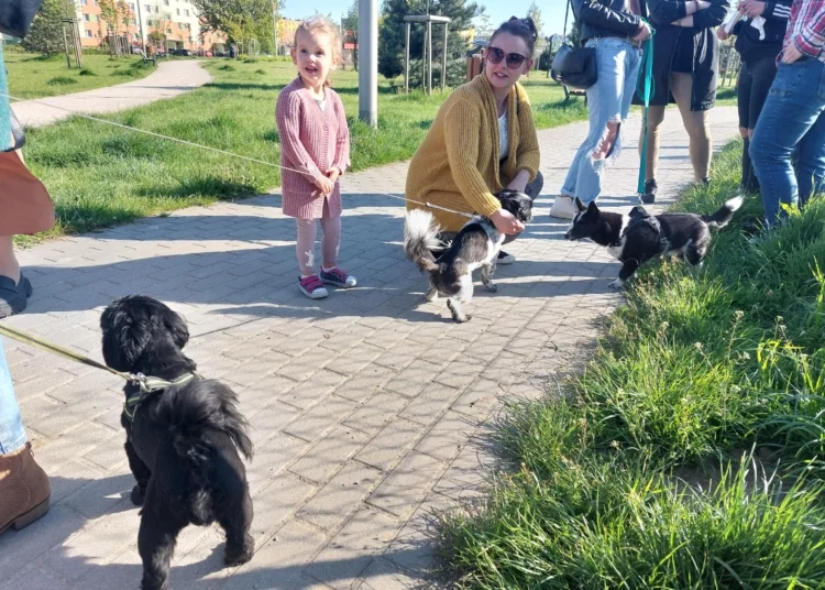 Psi plac zabaw w Sieradzu. Wiemy, gdzie powstanie 1 Psi plac zabaw w Sieradzu