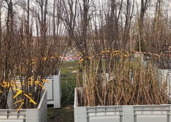 Drzewa owocowe i rośliny jagodowe, czyli kiermasz „Owocowa wiosna w Prusach" 8 Kiermasz "Owocowa Wiosna w Prusach"