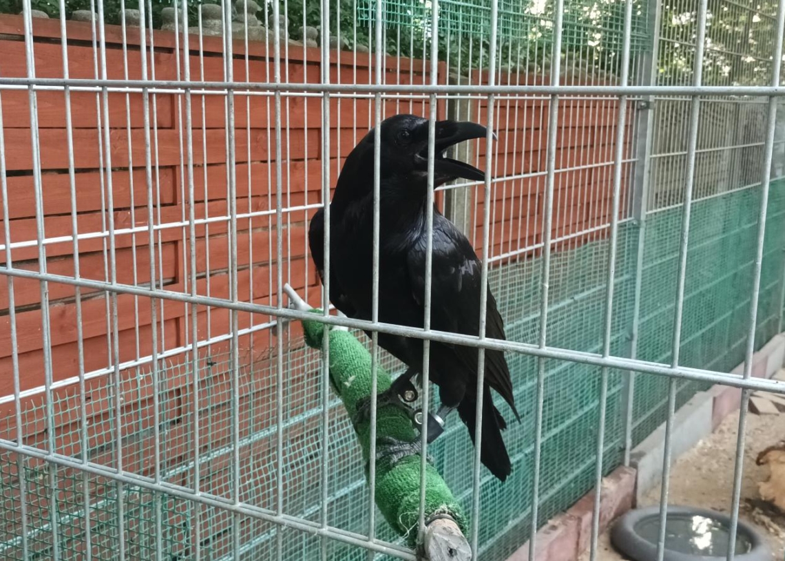 Poszukiwany kruk Inferi, który uciekł z domu przed swoimi trzecimi urodzinami