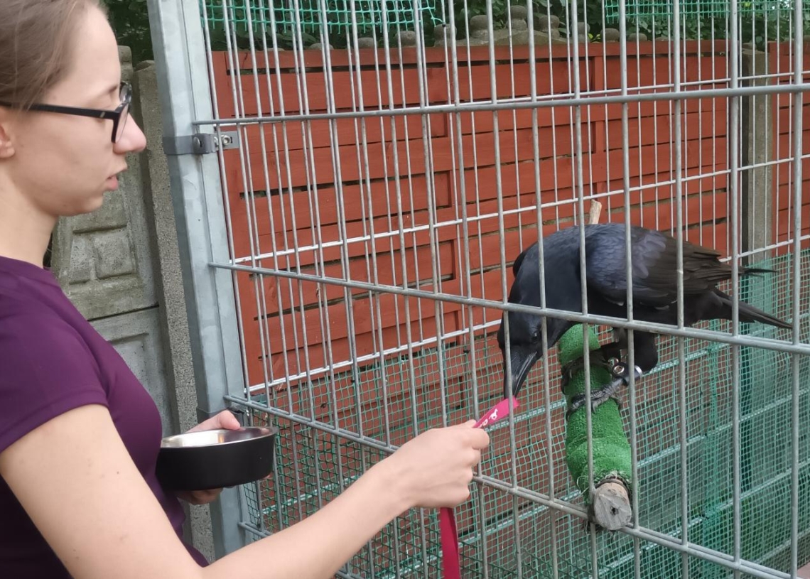 Poszukiwany kruk Inferi, który uciekł z domu przed swoimi trzecimi urodzinami