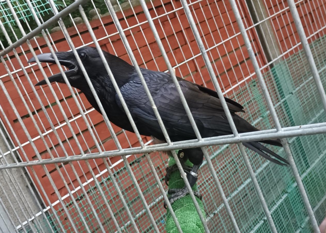 Poszukiwany kruk Inferi, który uciekł z domu przed swoimi trzecimi urodzinami