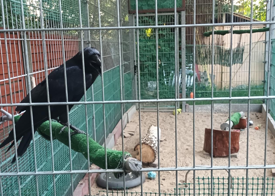 Poszukiwany kruk Inferi, który uciekł z domu przed swoimi trzecimi urodzinami