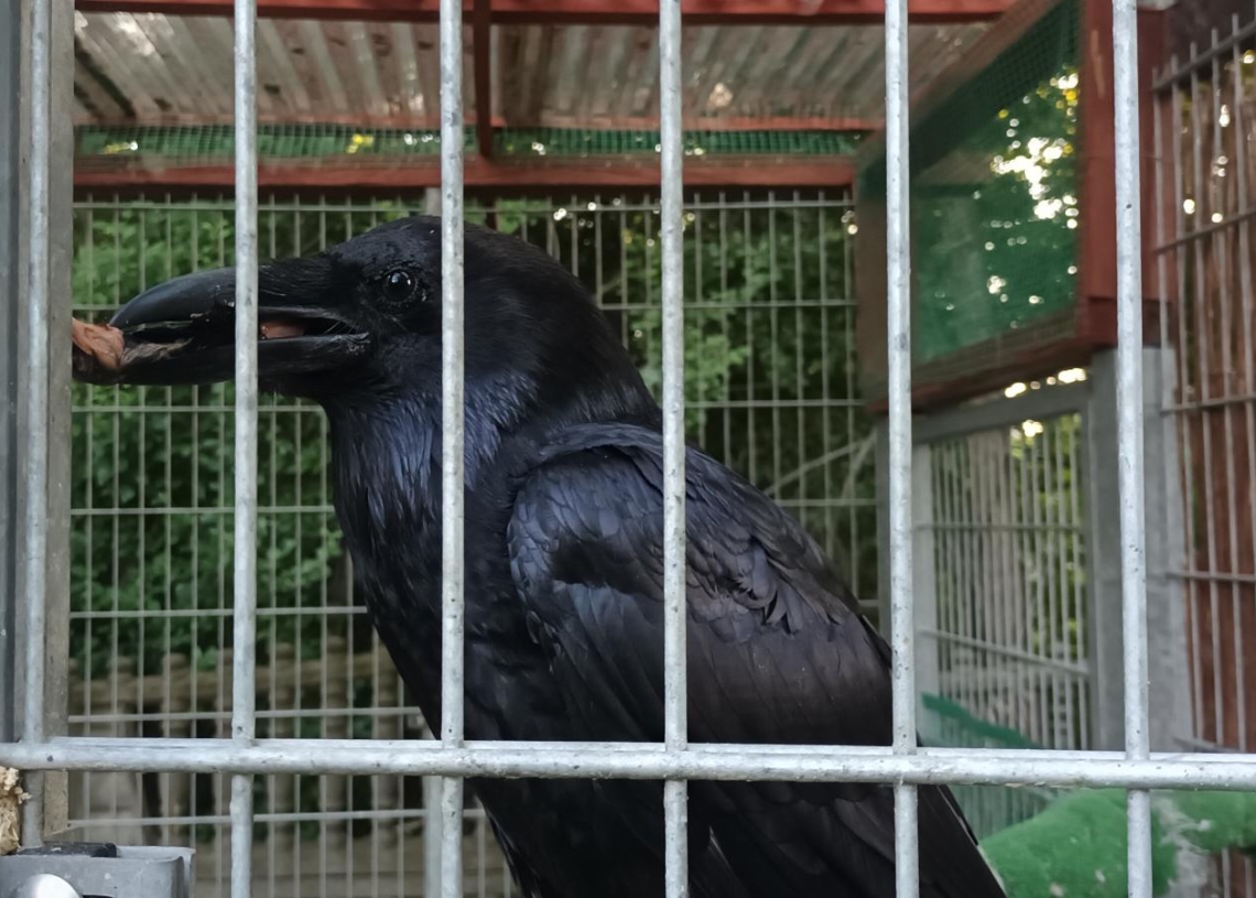 Poszukiwany kruk Inferi, który uciekł z domu przed swoimi trzecimi urodzinami