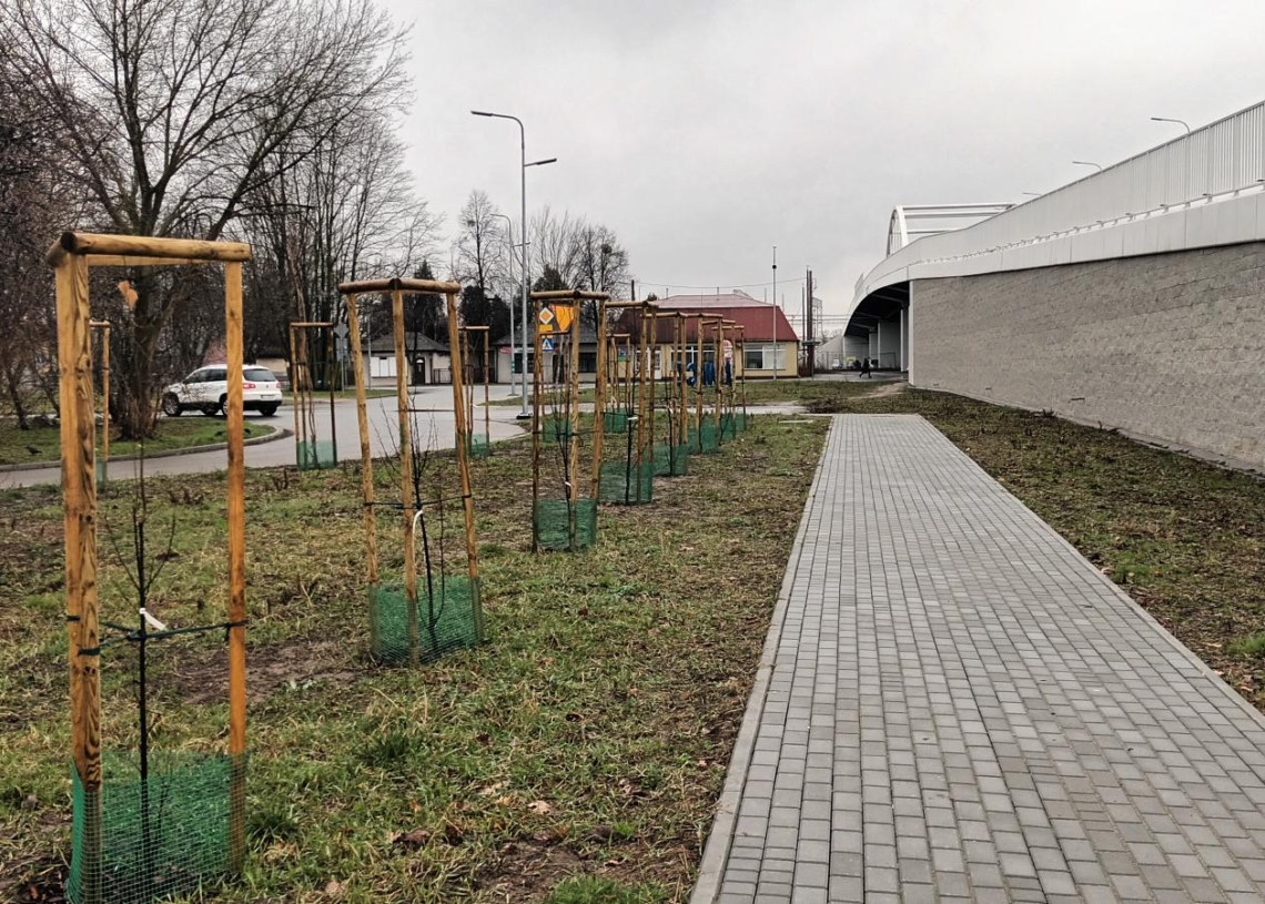 Sadzenie drzew w Łowiczu na 888. urodziny miasta
