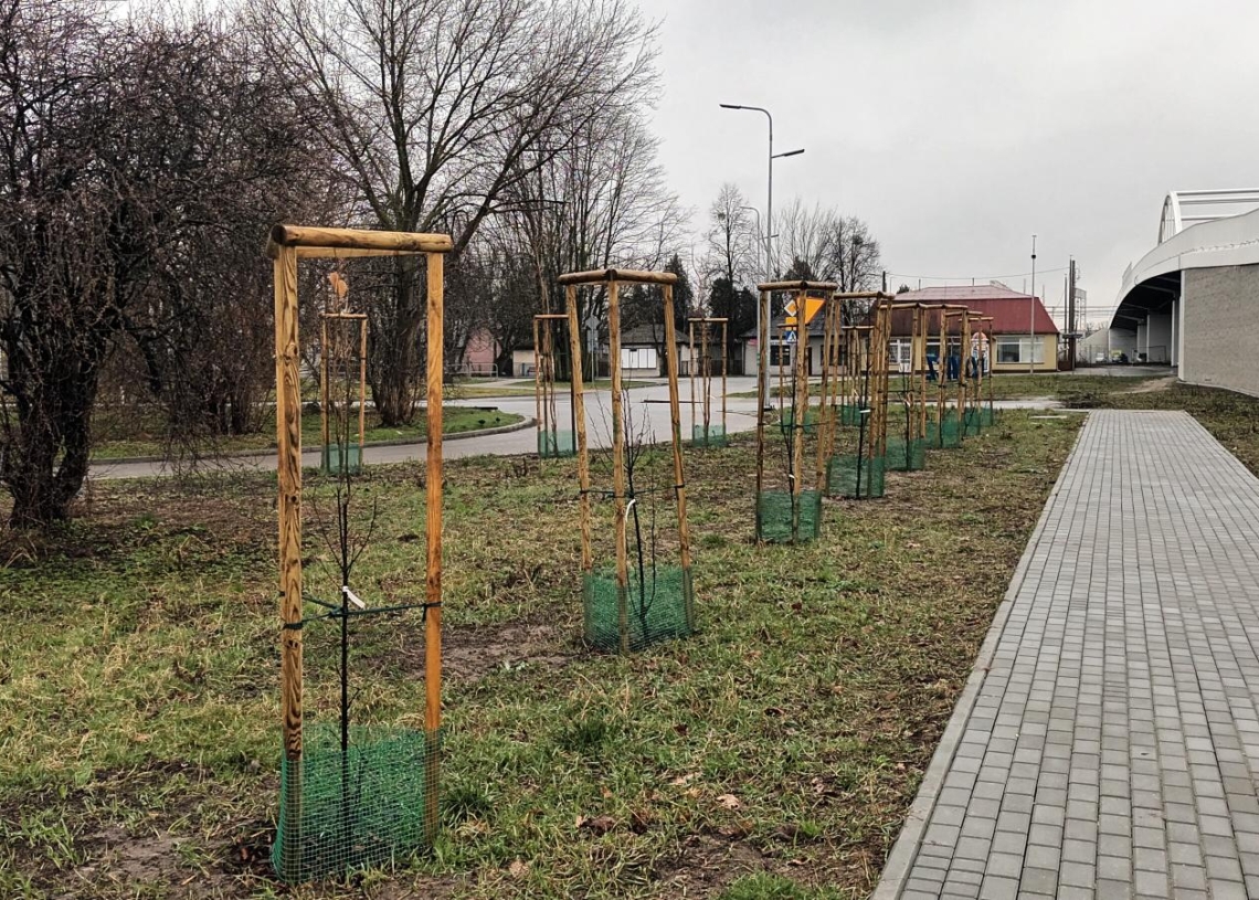 Sadzenie drzew w Łowiczu na 888. urodziny miasta
