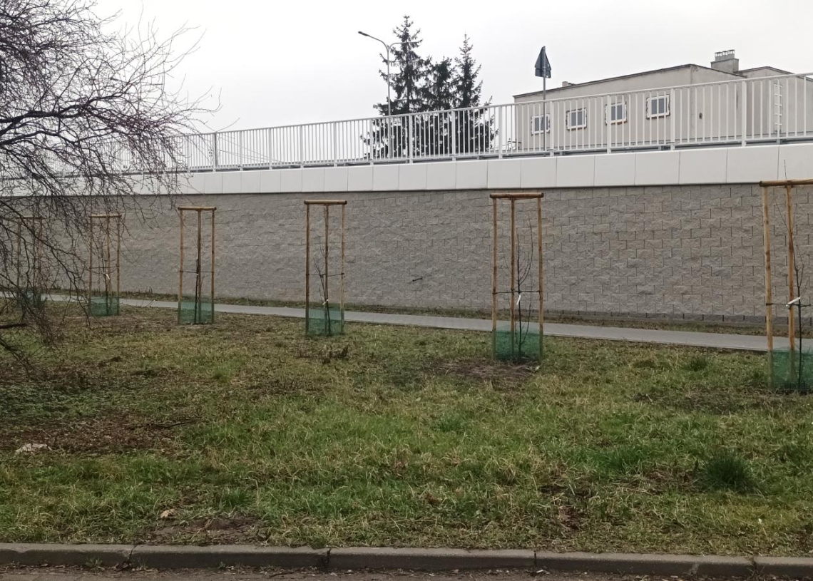 Sadzenie drzew w Łowiczu na 888. urodziny miasta