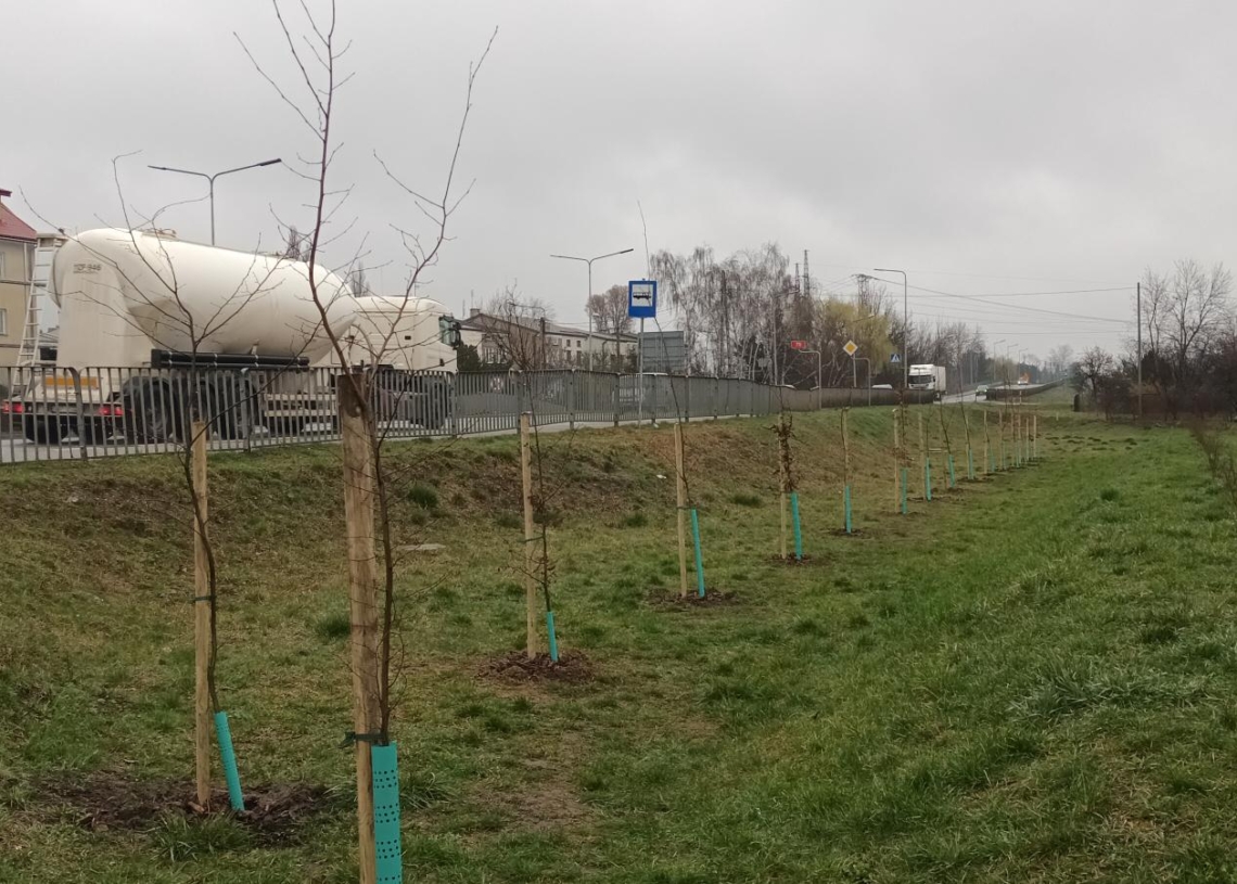 Sadzenie 888 drzew na 888. urodziny Łowicza