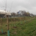 Sadzenie 888 drzew na 888. urodziny Łowicza