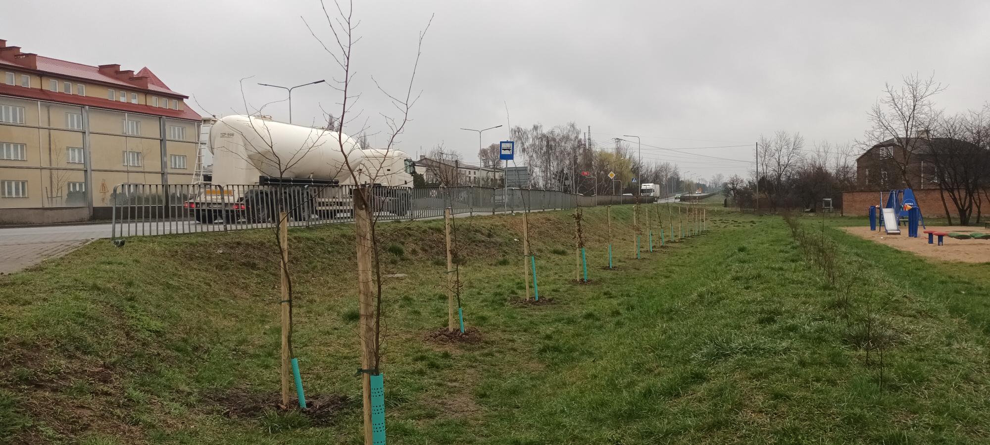 Sadzenie 888 drzew na 888. urodziny Łowicza