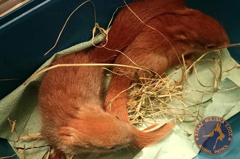 Małe wiewiórki zostały osierocone
