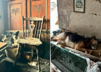Makabryczne odkrycie w powiecie wieruszowskim. Zwłoki psów na terenie posesji w Radostowie
