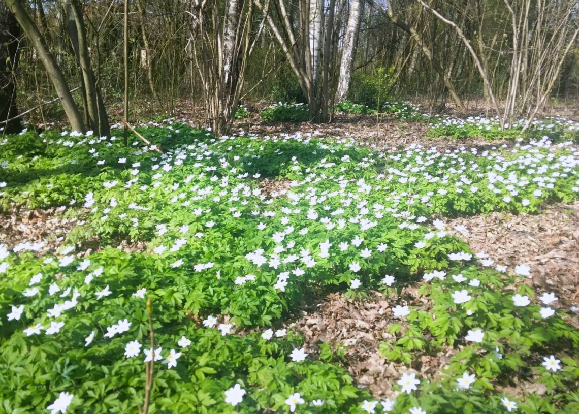 Ogród Botaniczny w Łodzi