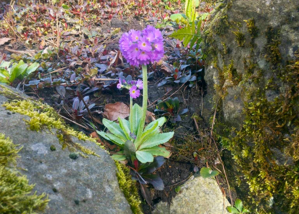 Ogród Botaniczny w Łodzi