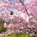 Ogród Botaniczny w Łodzi