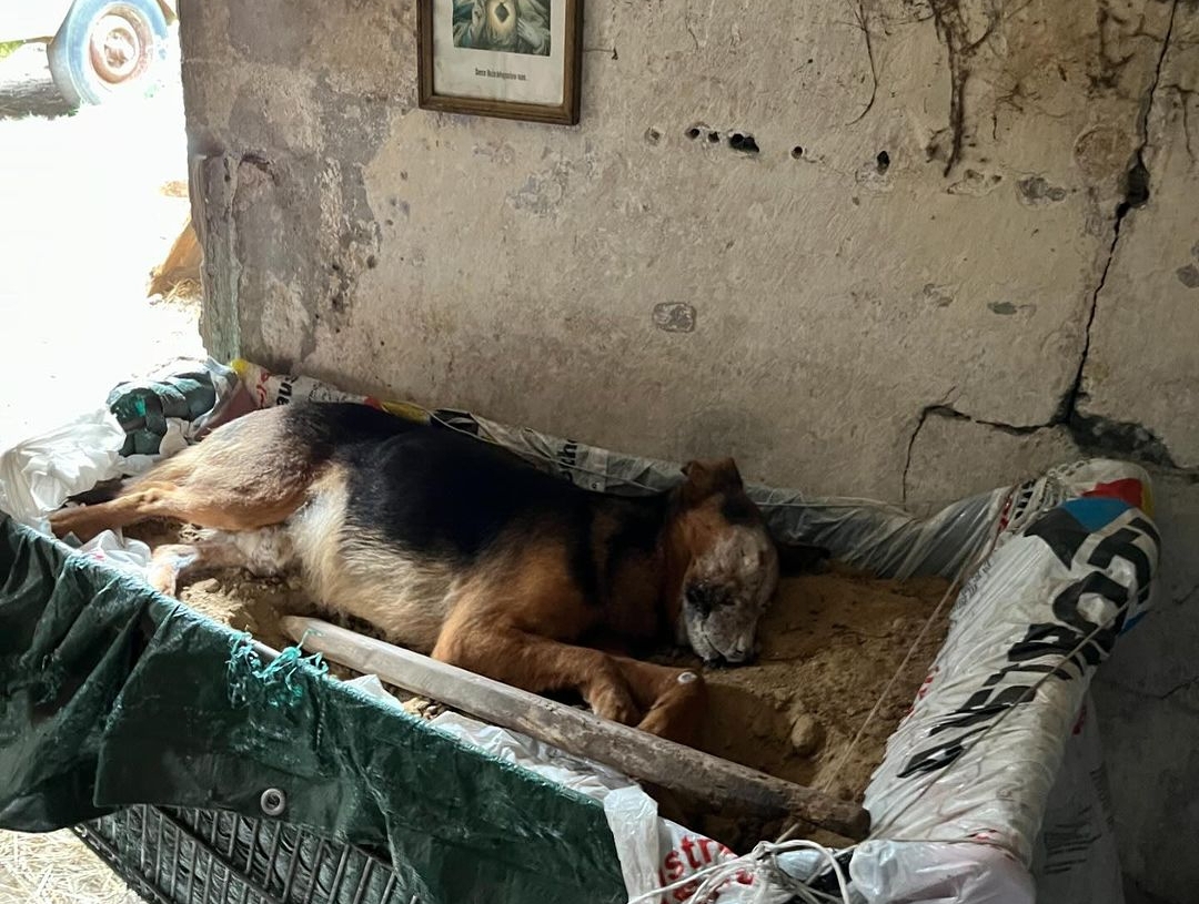 Makabryczne odkrycie w powiecie wieruszowskim. Zwłoki psów na terenie posesji w Radostowie