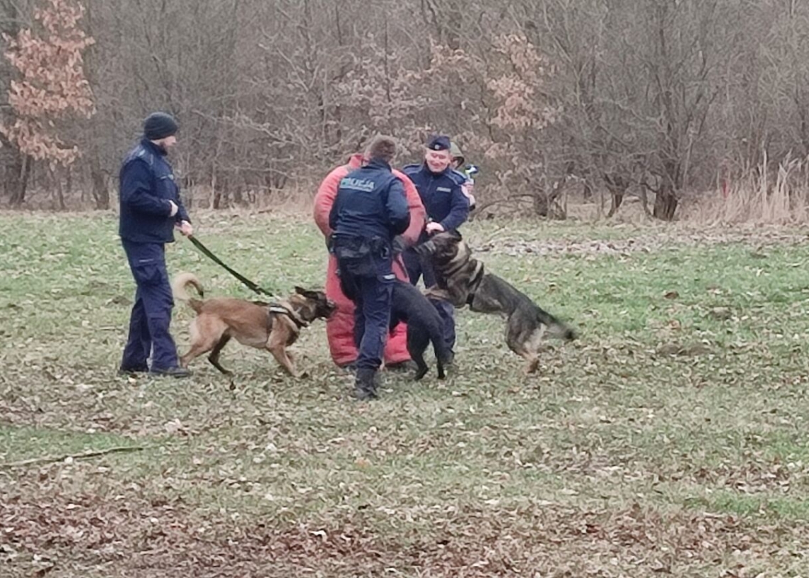 Łódź: ćwiczenia policyjnych psów