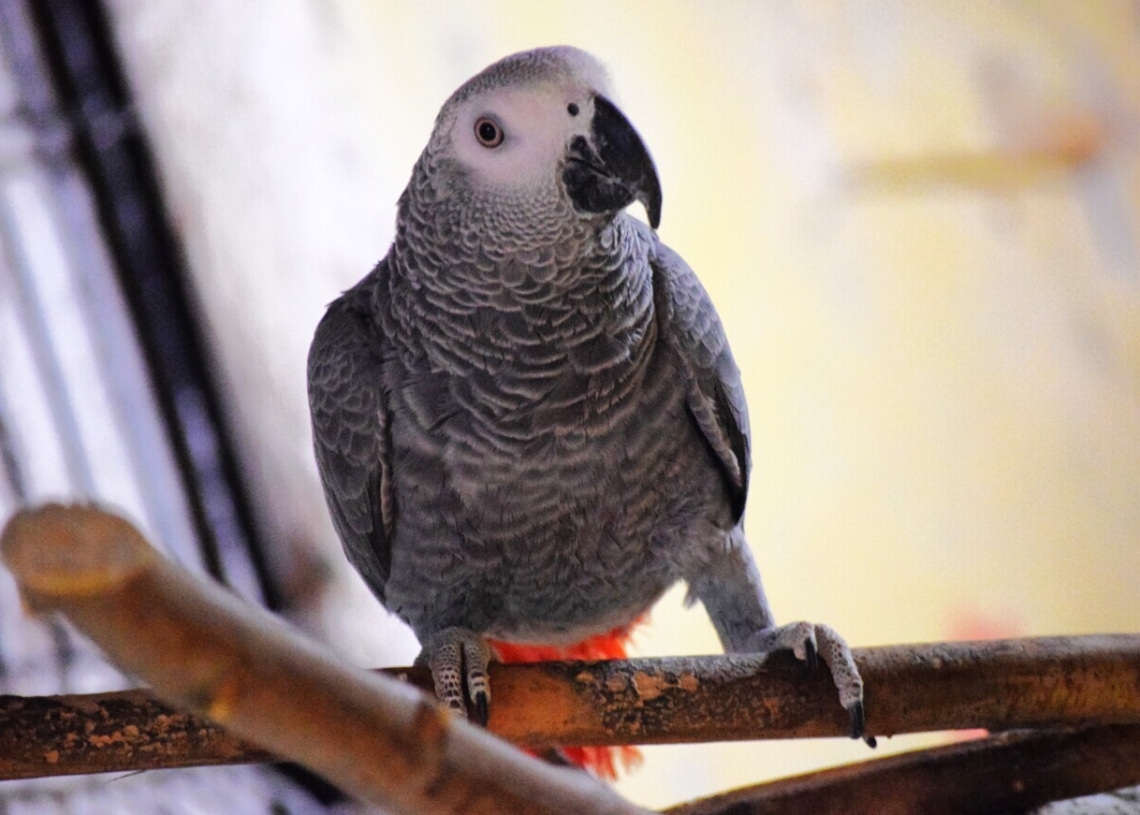 Ponad 100 zwierząt z nielegalnego transportu w ZOO Borysew