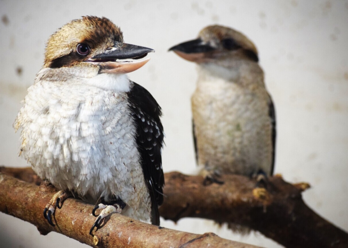 Ponad 100 zwierząt z nielegalnego transportu w ZOO Borysew