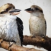 Ponad 100 zwierząt z nielegalnego transportu w ZOO Borysew