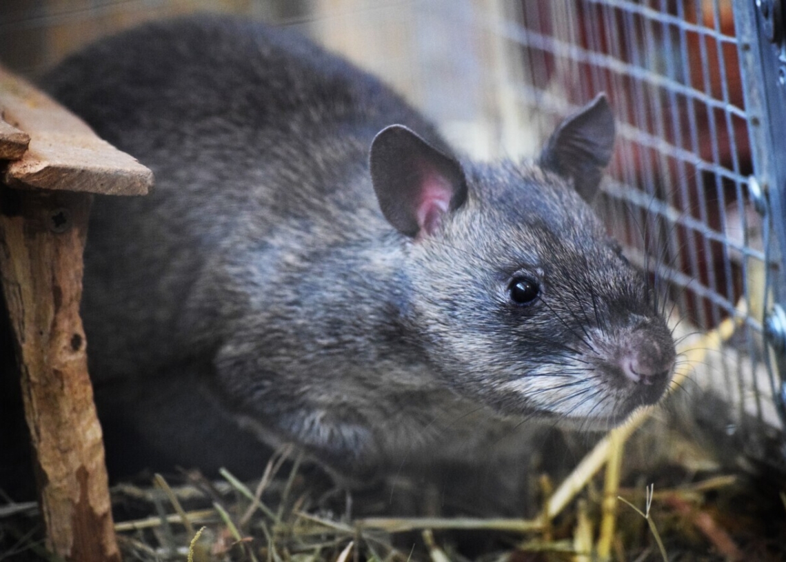 Ponad 100 zwierząt z nielegalnego transportu w ZOO Borysew