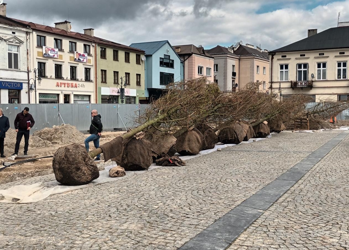 Sadzenie drzew na rynku w Skierniewicach