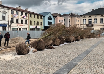 Sadzenie drzew na rynku w Skierniewicach