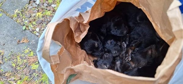 Podrzucono szczeniaki pod jedną z posesji w Opocznie. Pieski były włożone do torby