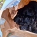 Podrzucono szczeniaki pod jedną z posesji w Opocznie. Pieski były włożone do torby 7 Podrzucono szczeniaki pod jedną z posesji w Opocznie. Pieski były włożone do torby