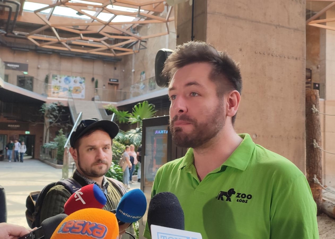 Niebieska pszczoła na wystawie w Orientarium ZOO Łódź