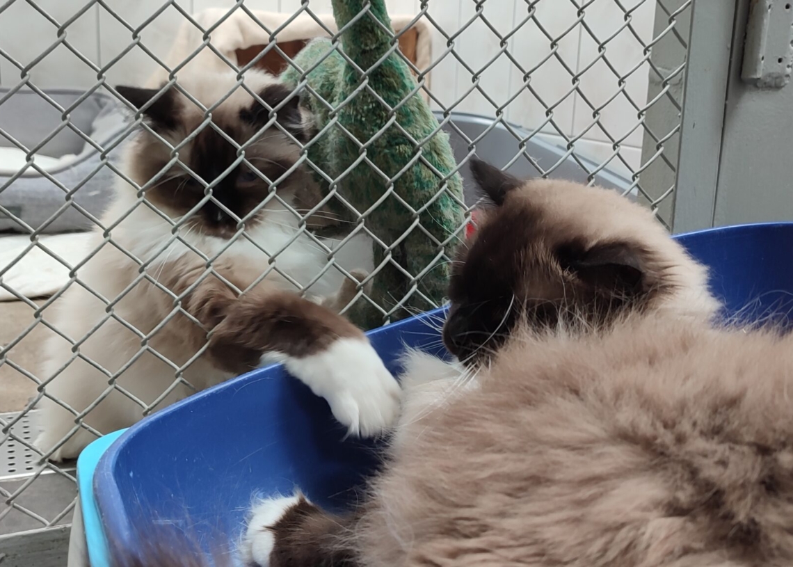 Coraz mniej zwierząt w łódzkim schronisku. Mimo to na adopcję oczekuje nadal 300 psów i 50 kotów 1 Na adopcję w łódzkim schronisku czeka 50 kotów