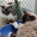 Coraz mniej zwierząt w łódzkim schronisku. Mimo to na adopcję oczekuje nadal 300 psów i 50 kotów 6 Na adopcję w łódzkim schronisku czeka 50 kotów