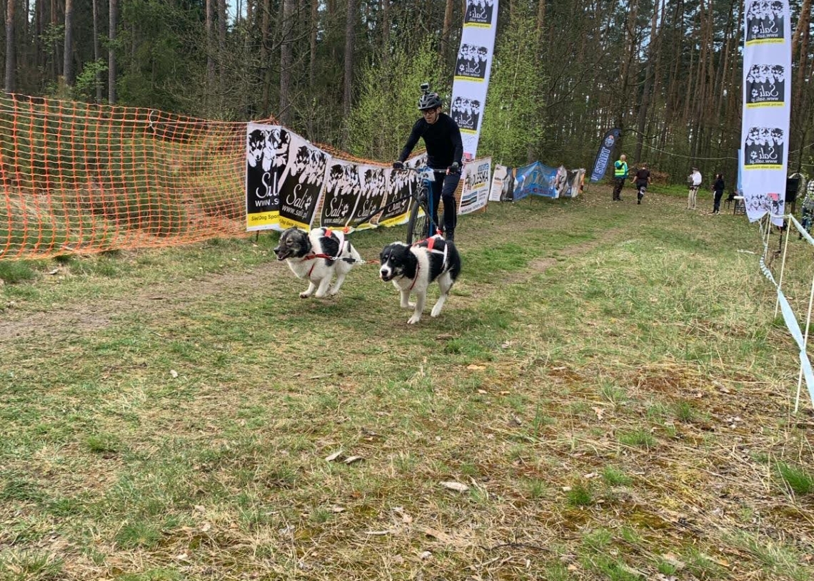 Medale Mistrzostw Polski w psich zaprzęgach dla zawodników z województwa łódzkiego