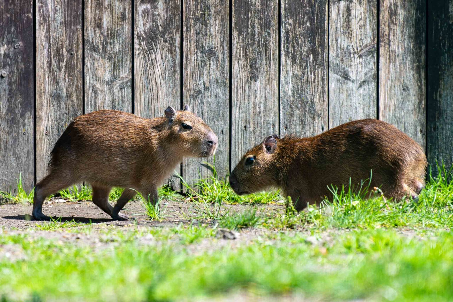 Nowe kapibary w lodzkim zoo 29