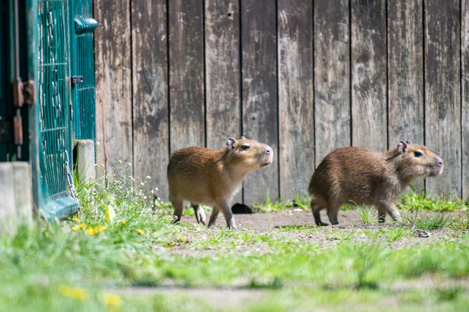 Nowe kapibary w lodzkim zoo 31