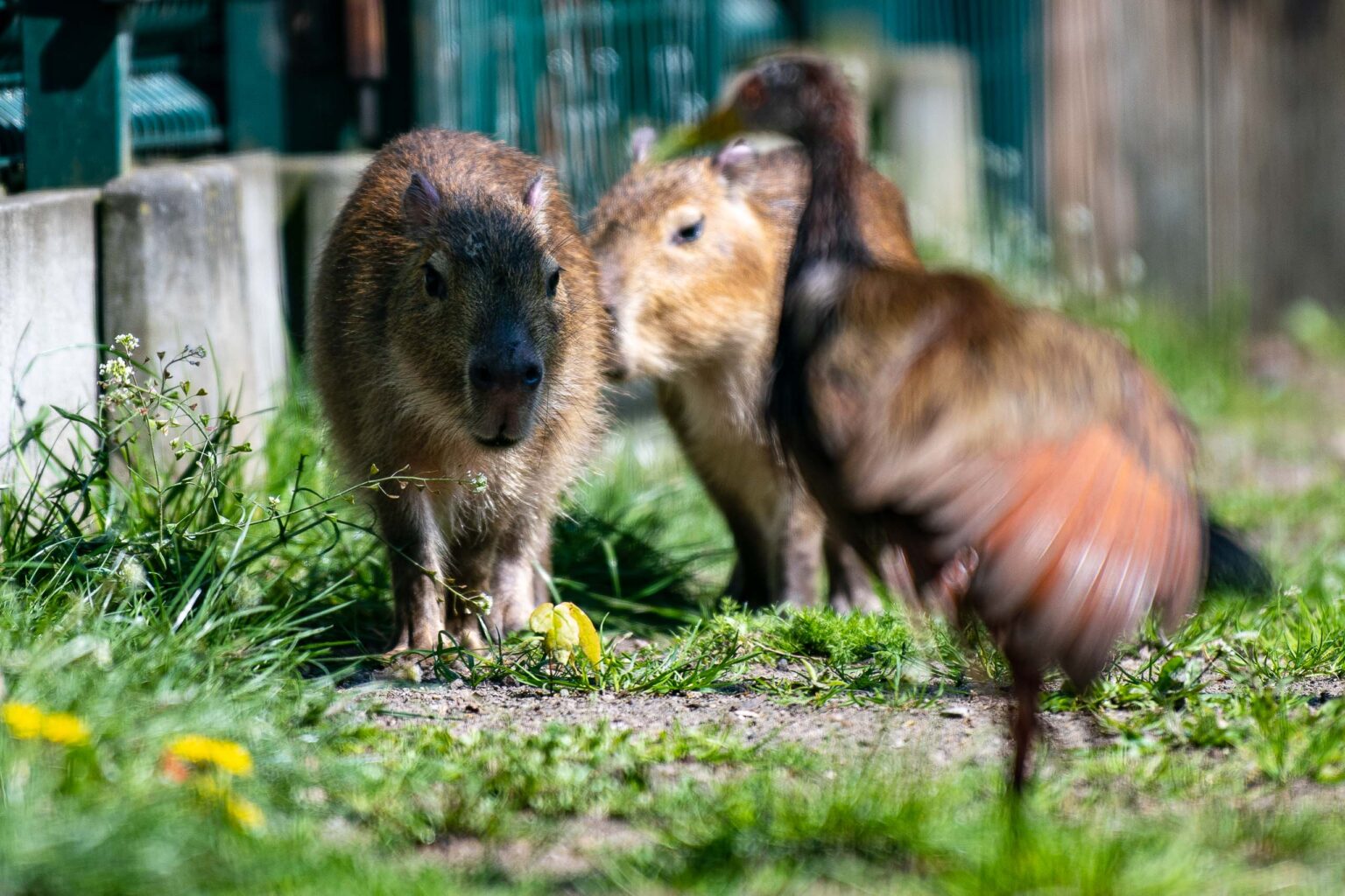 Nowe kapibary w lodzkim zoo 38