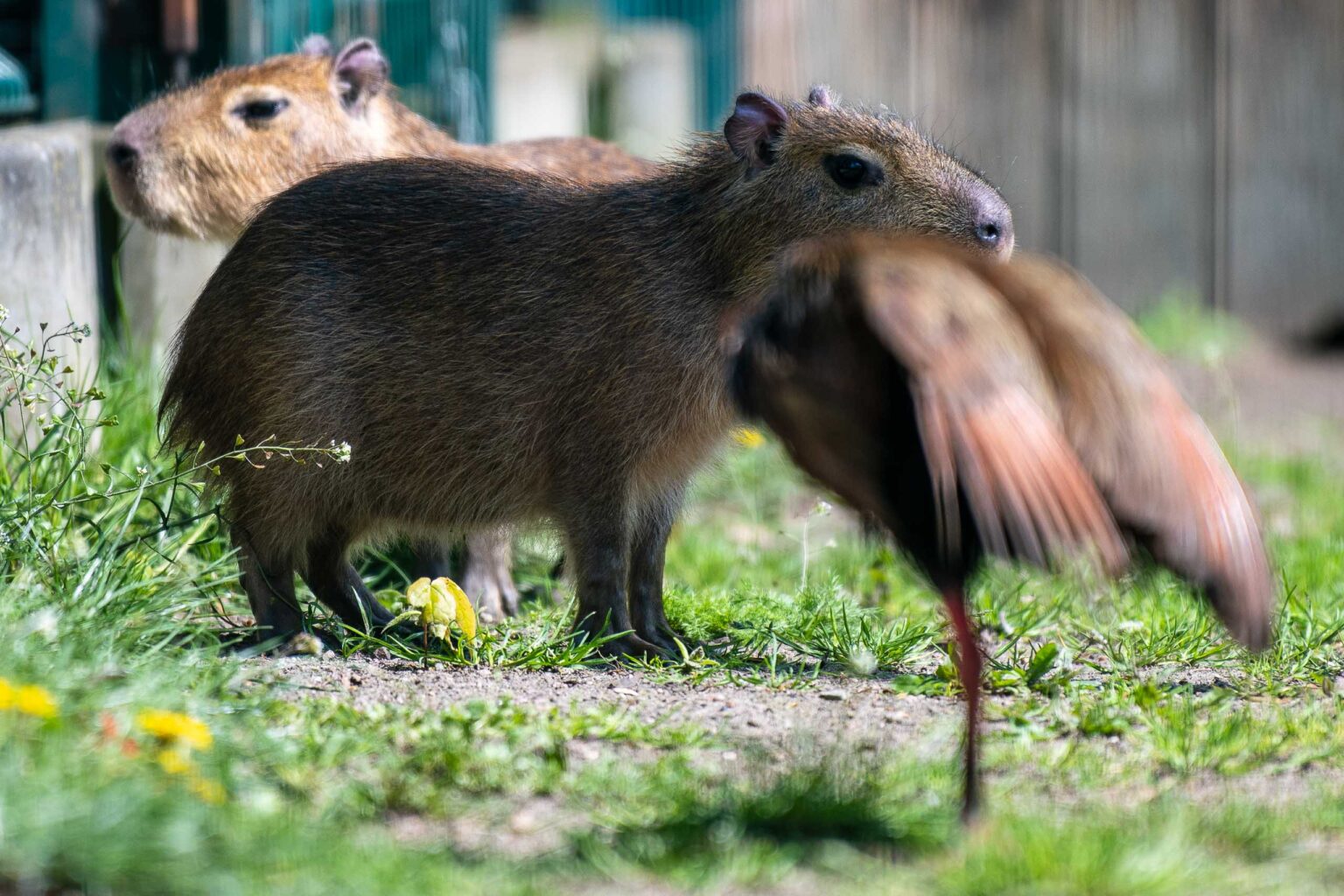 Nowe kapibary w lodzkim zoo 39