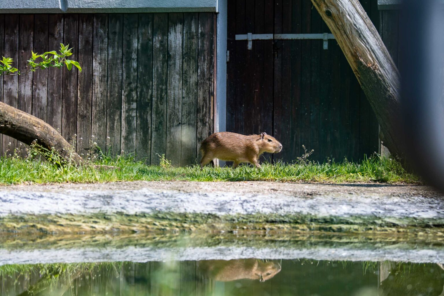 Nowe kapibary w lodzkim zoo 42