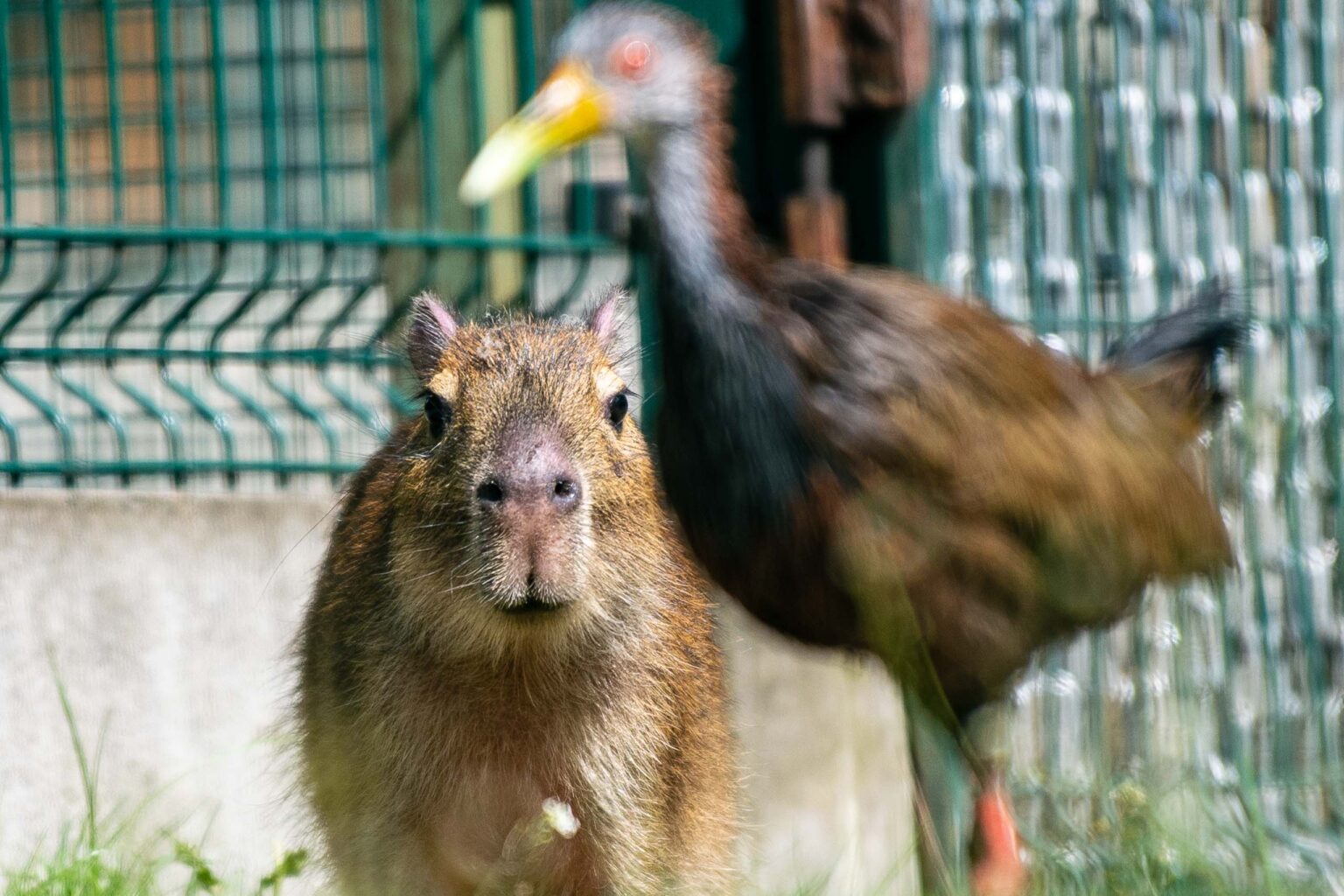 Nowe kapibary w lodzkim zoo 43