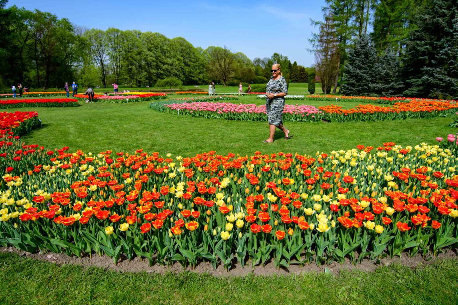Zakwitly tulipany wiosna w ogrodzie botanicznym