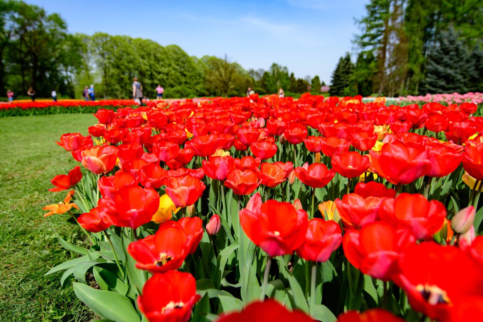 Zakwitly tulipany wiosna w ogrodzie botanicznym 1