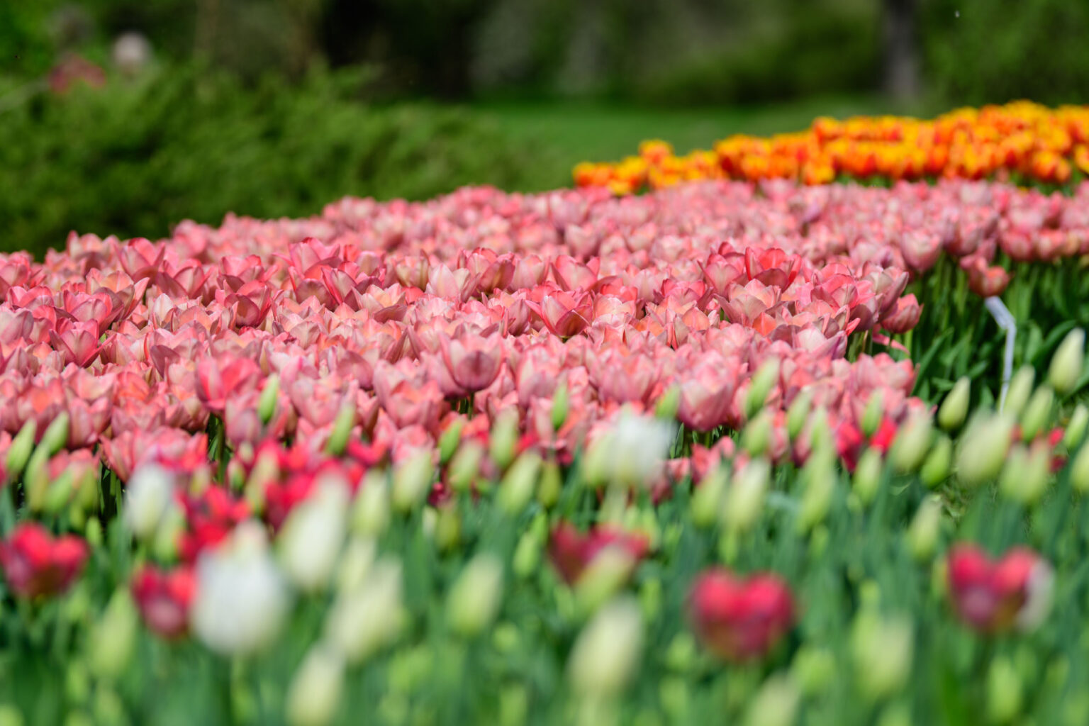 Zakwitly tulipany wiosna w ogrodzie botanicznym 10