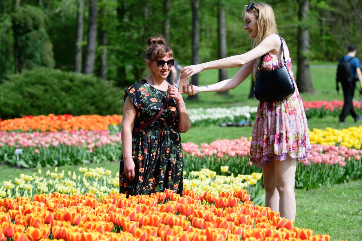 Zakwitly tulipany wiosna w ogrodzie botanicznym 12