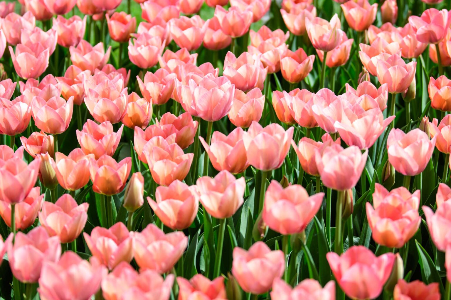 Zakwitly tulipany wiosna w ogrodzie botanicznym 13