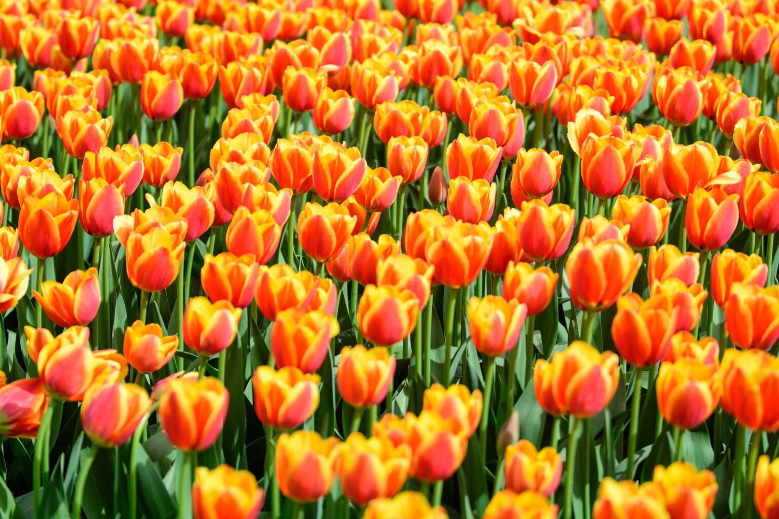 Zakwitly tulipany wiosna w ogrodzie botanicznym 14